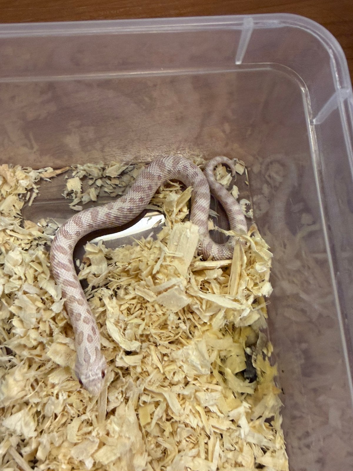 Haakneusslang (heterodon nasicus) Hognose Snake - female for sale from J