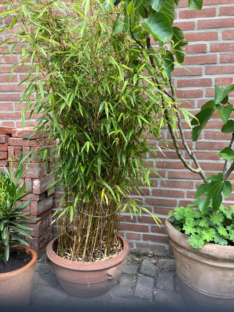 Prachtige niet woekerende bamboe Fargesia, Tuin en Terras, Vaste plant, Bloeit niet, Halfschaduw, Ophalen
