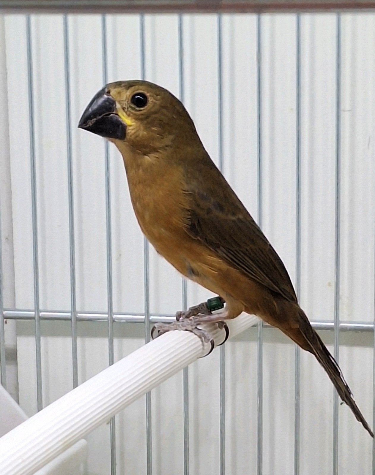 Twatwa pop 2026, Vrouwelijk, Wildzangvogel, Geringd