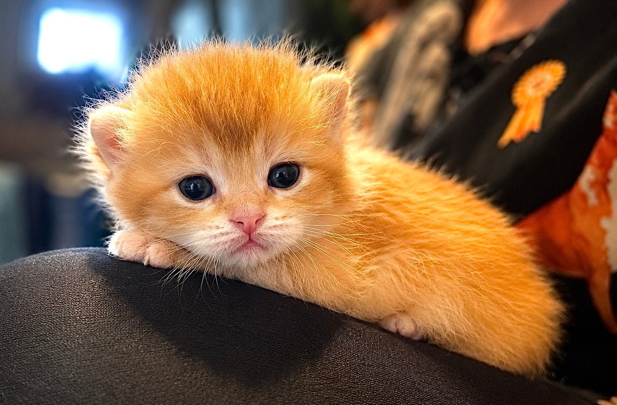 Prachtige Black Golden Shaded kittens met stamboom, Dieren en Toebehoren, 0 tot 2 jaar
