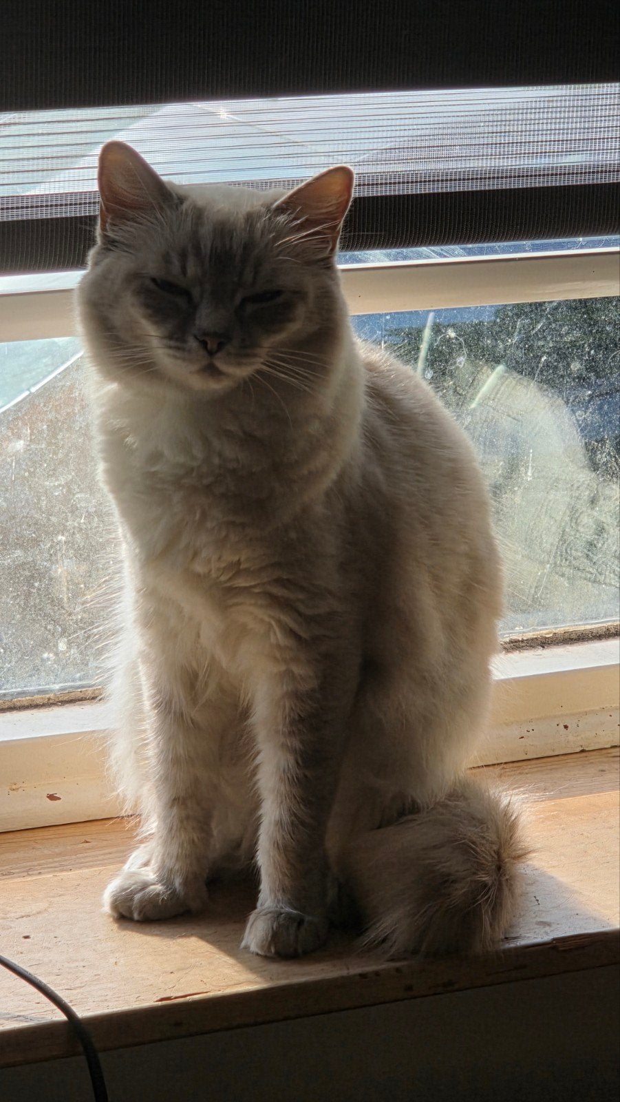 2 ragdol poezen, Poes, Langharig