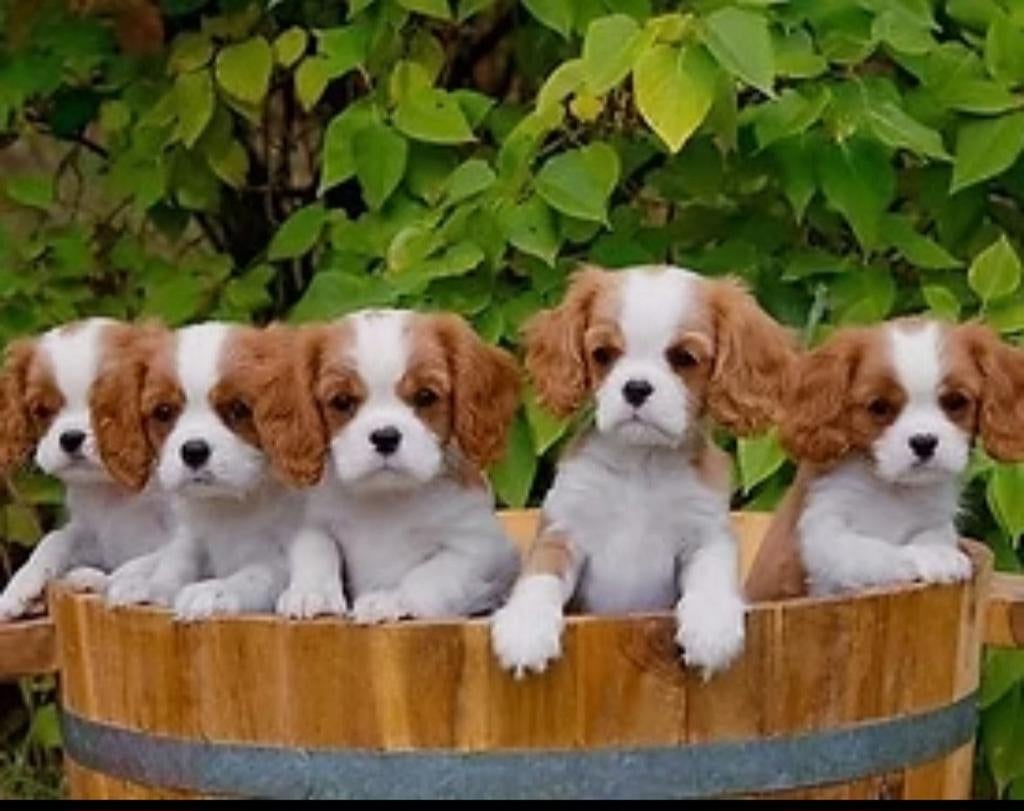 Verwacht, cavalier king charles spaniel pups, Dieren en Toebehoren, Overige rassen, 8 tot 15 weken, Meerdere, Meerdere dieren