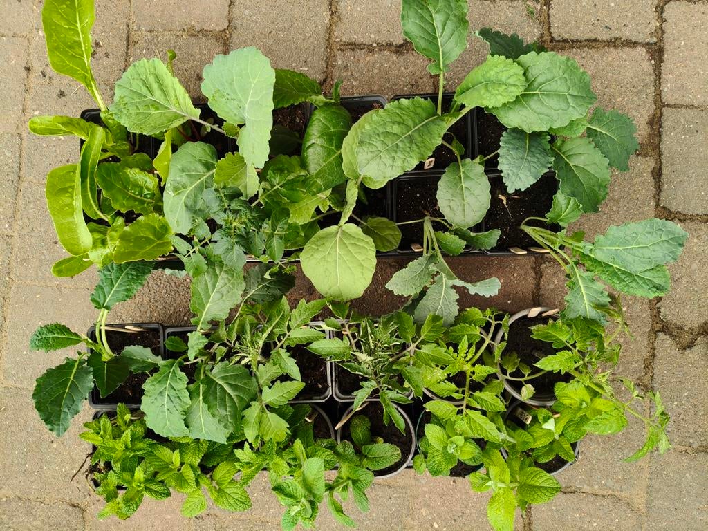 Moestuin, Eeuwig moes, Savooie,Tomaat, Chayote,Palmkool.., Tuin en Terras, Planten | Tuinplanten, Ophalen, Eenjarig, Groenteplanten