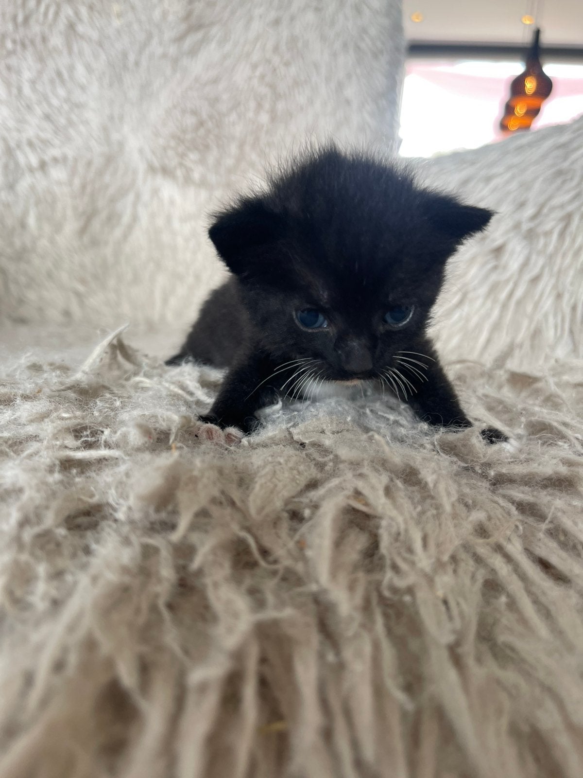 Kittens, Dieren en Toebehoren, Katten en Kittens | Overige Katten, Meerdere dieren