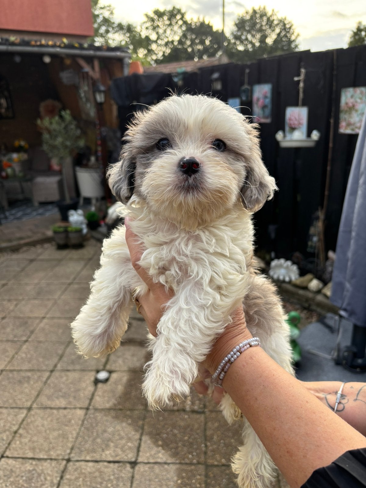 Shih tzu pups mogen direct mee, Overige rassen, Meerdere, Meerdere dieren, Nederland