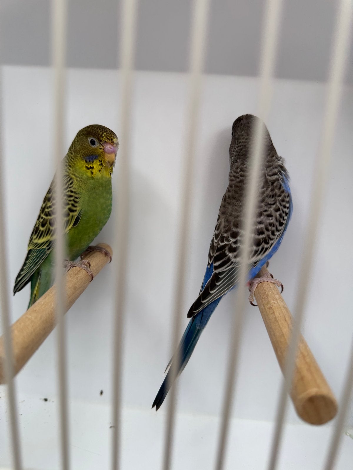 Manto Negro pair, Dieren en Toebehoren, Vogels | Parkieten en Papegaaien, Parkiet