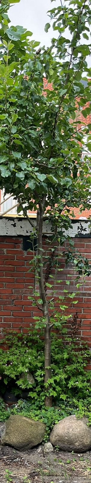 Perenboom (220cm) te koop, Ophalen, Volle zon, Overige soorten
