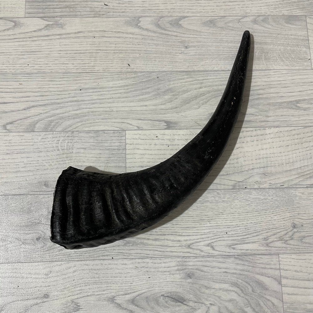 Waterbuffel hoorn los 50cm nr 295 | Lederstore, Ophalen of Verzenden, Nieuw, Boerderijdier, Gewei of Kop
