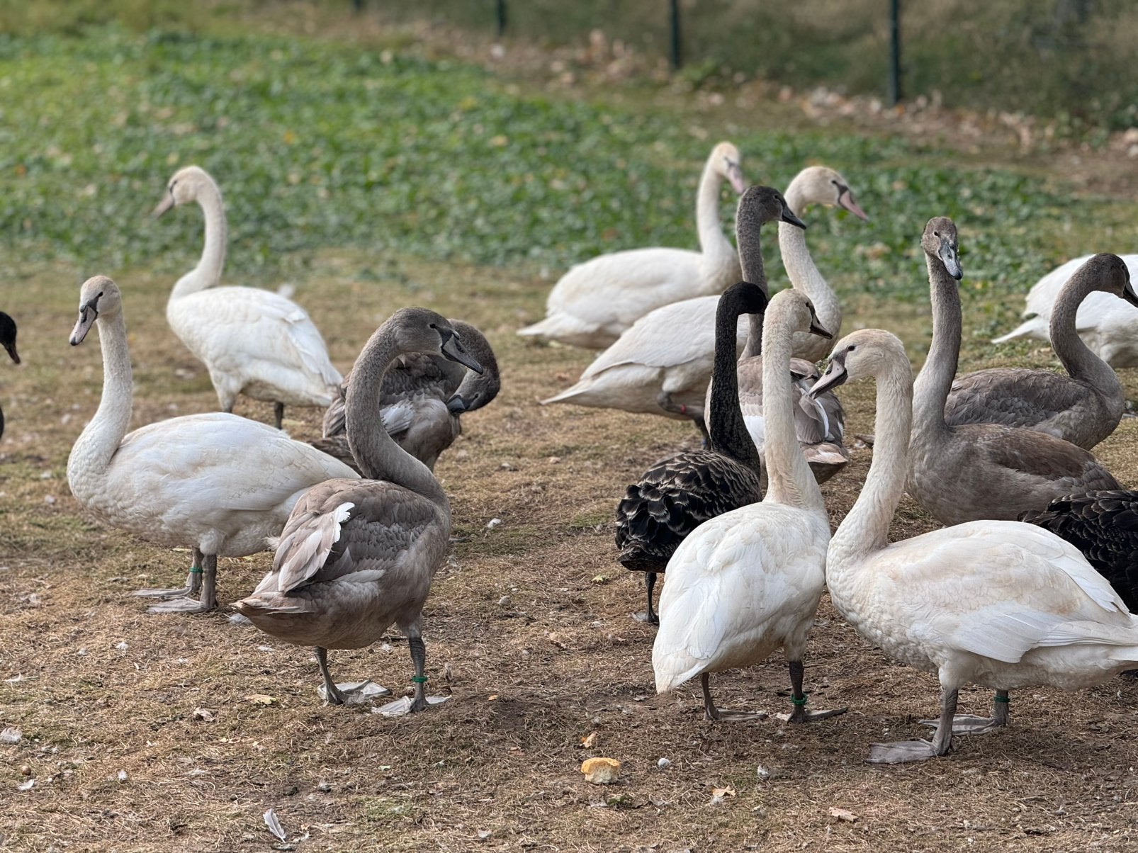 GEZOCHT KNOBBELZWANEN / WITTE ZWANEN, Dieren en Toebehoren, Pluimvee, Meerdere dieren, Gans of Zwaan