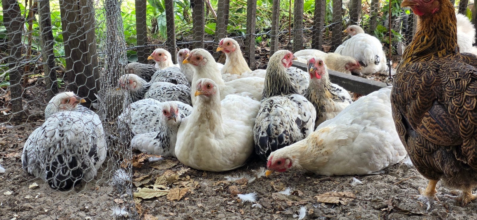 gratis wyandotte krielkippen, Meerdere dieren, Kip