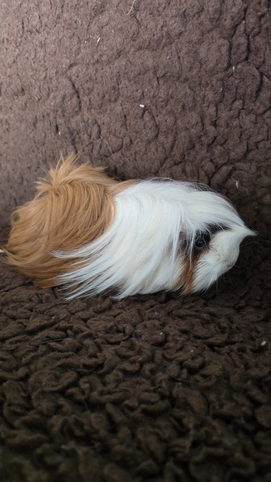 Cavia Peruvian lang haar vrouwtje, Dieren en Toebehoren, Knaagdieren, Januari, Vrouwelijk, Cavia