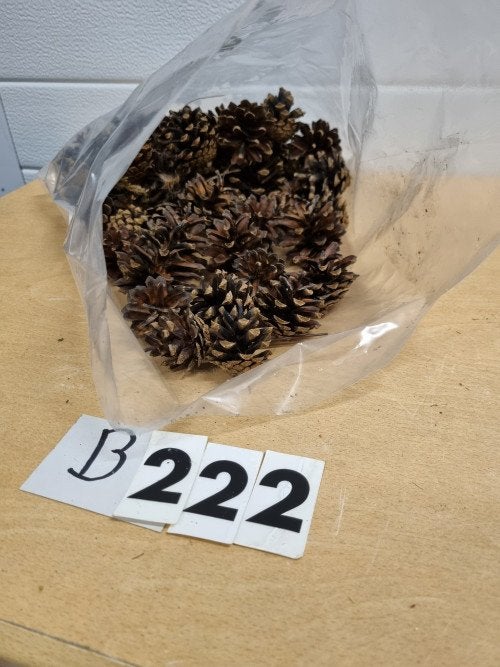 B222 dennenappels 30 stuks, Diversen, Kerst, Ophalen of Verzenden, 'T Olde Gre-j, Info@toldegrej.nl, Endepoelstraat 20f Didam