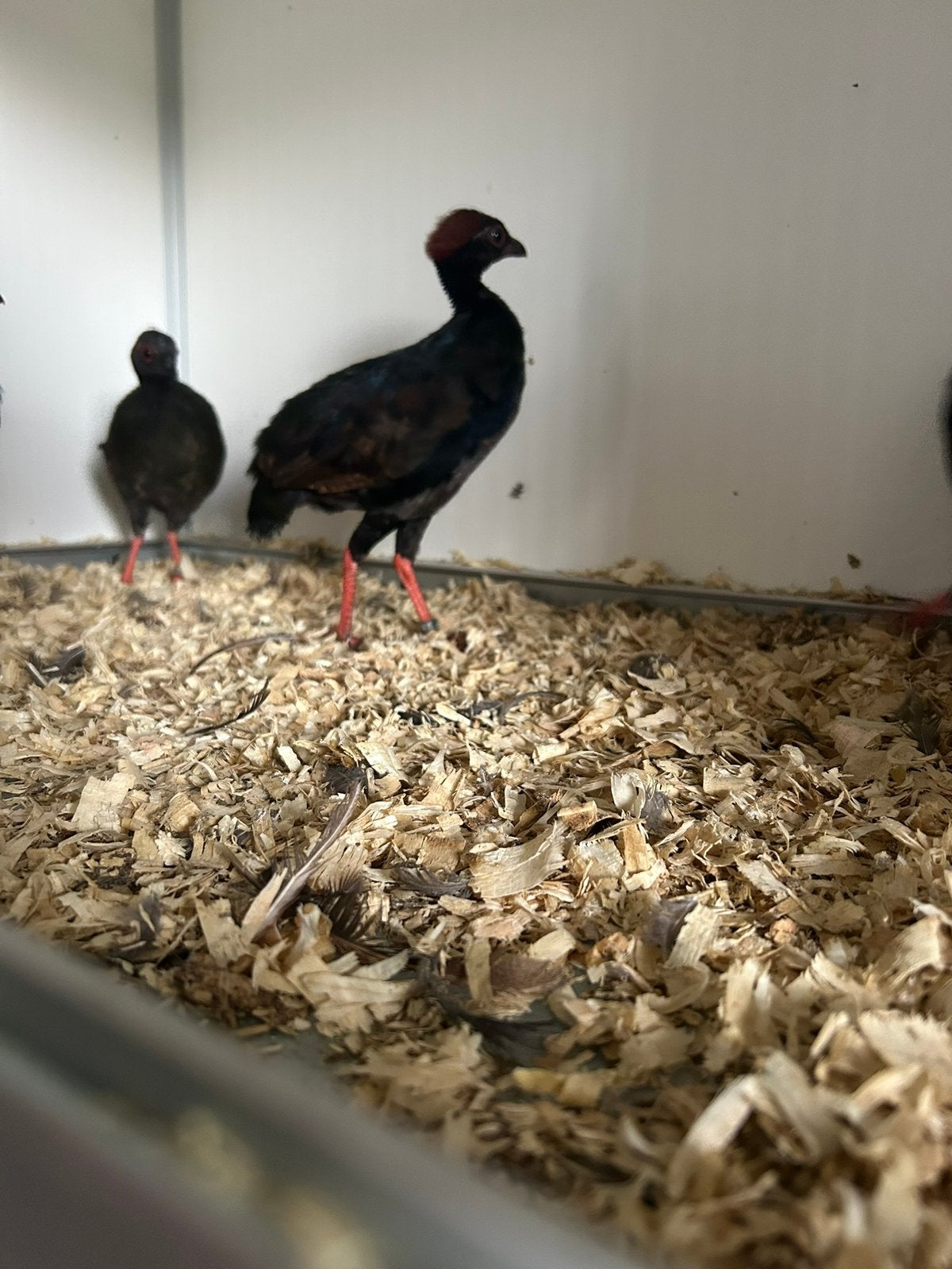Roulroul hanen ter ruil, Dieren en Toebehoren, Mannelijk, Geringd