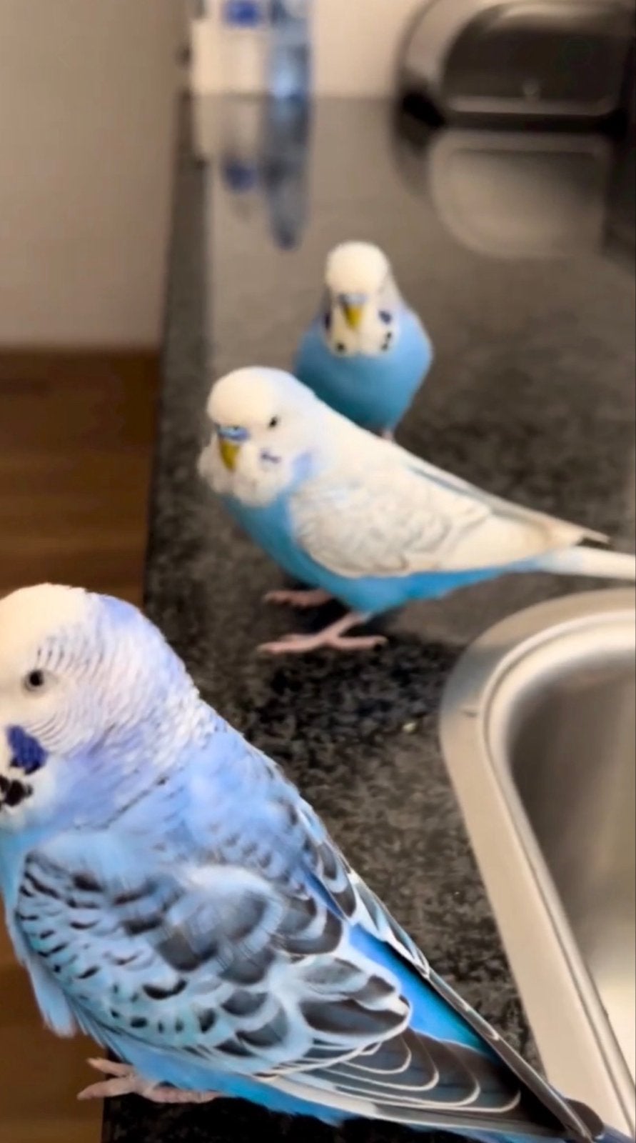 Drie lieve parkieten., Parkiet