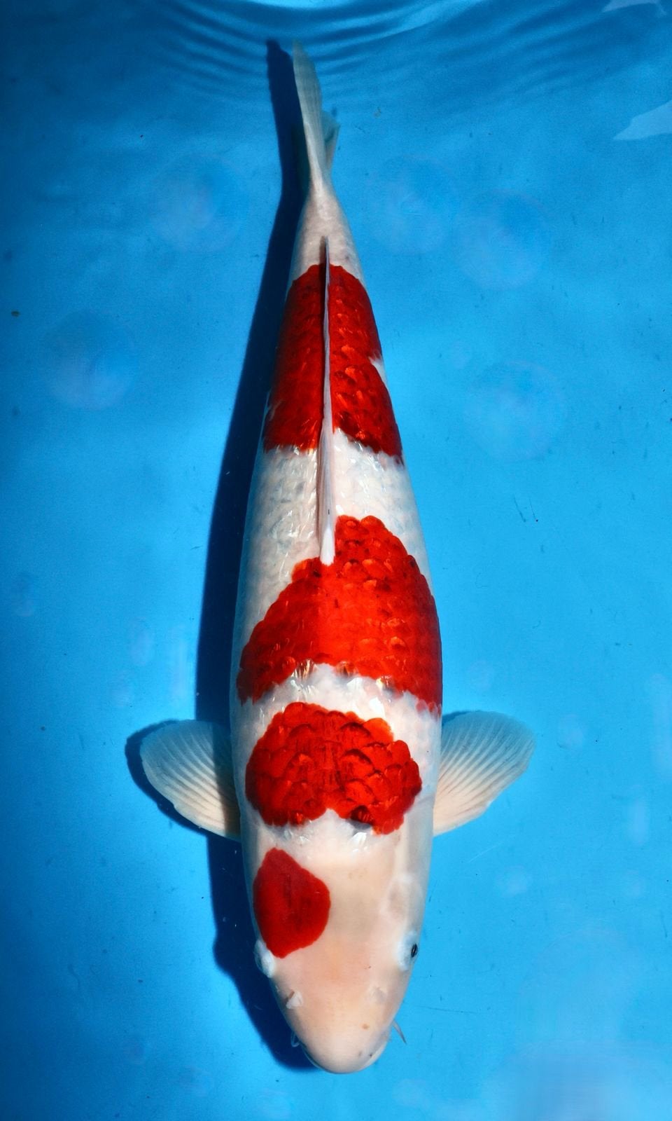 Koi hoge kwaliteit ginrin ai goromo incl. Certificaat, Dieren en Toebehoren, Karper of Koi