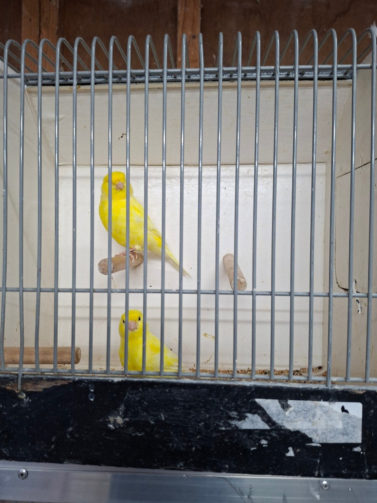 Koppel gele kanaries, Dieren en Toebehoren, Vogels | Kanaries, Meerdere dieren, Kleurkanarie
