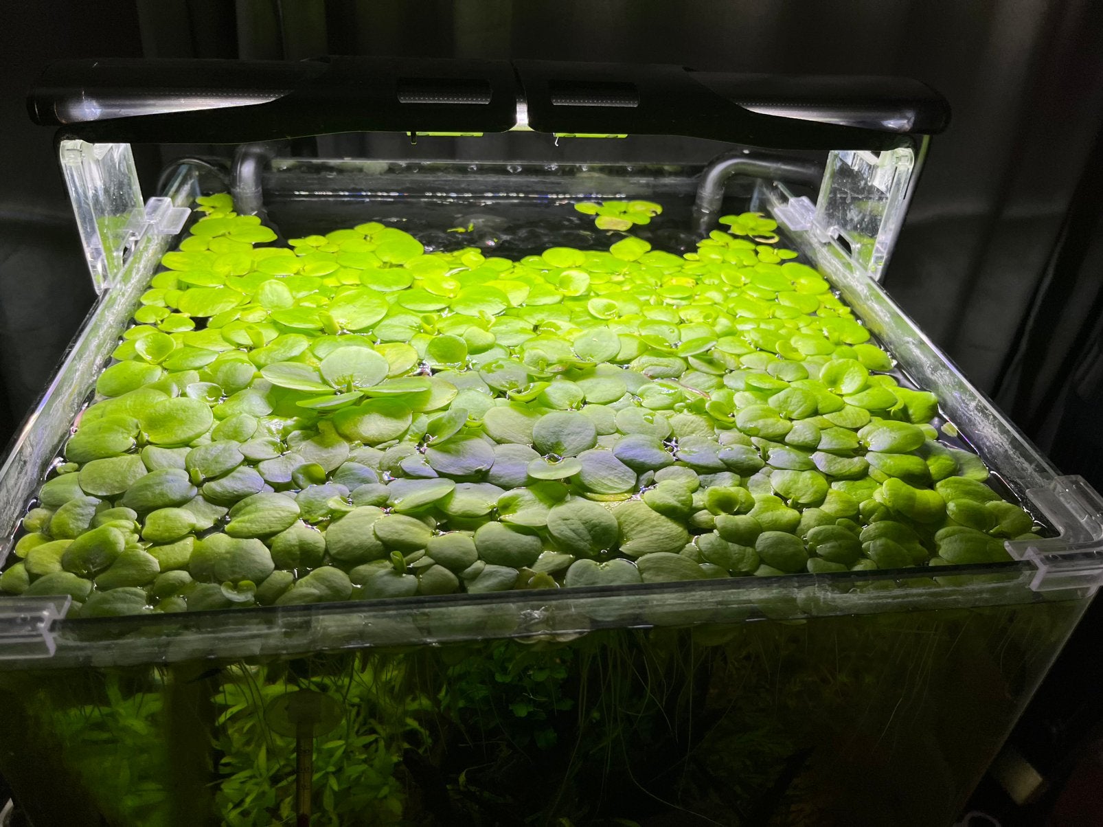 🌿Limnobium laevigatum – Amazone Kikkerbeet🌿, Ophalen of Verzenden, Zo goed als nieuw, Plant(en), Steen of Hout