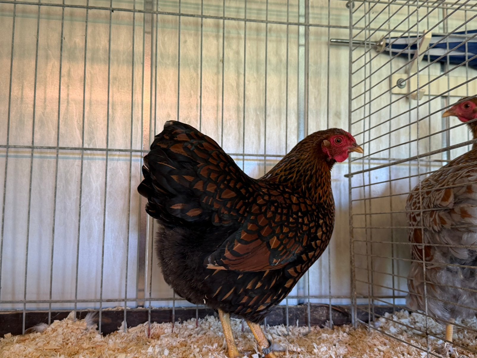 Wyandotte krielen, Dieren en Toebehoren, Meerdere dieren, Kip