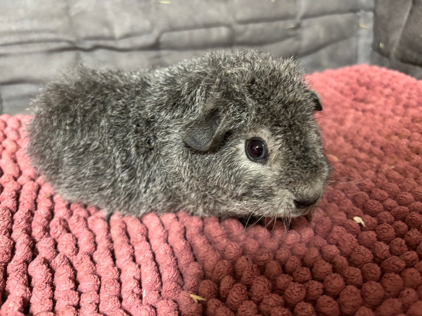 Cavia us teddy zeugje, Dieren en Toebehoren, Juli, Vrouwelijk, Cavia