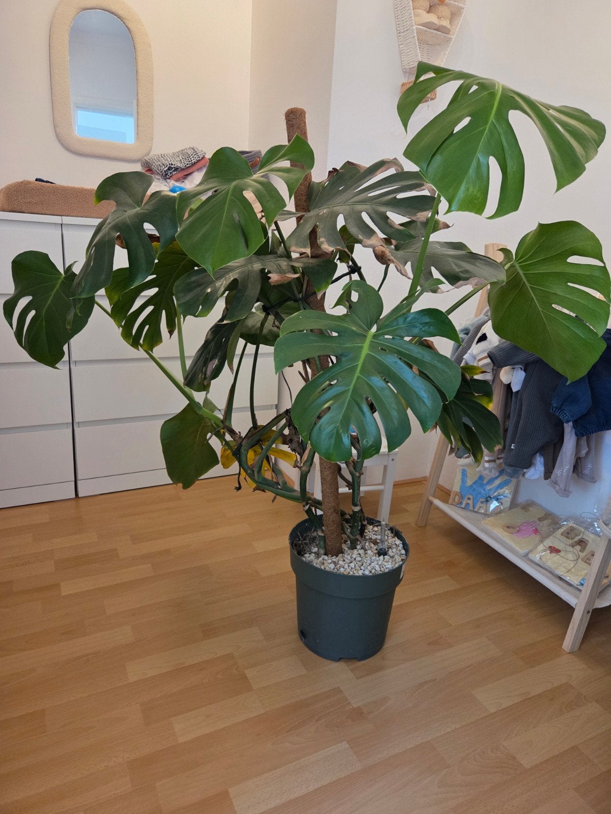 Monstera plant - deels 'kapot', Ophalen