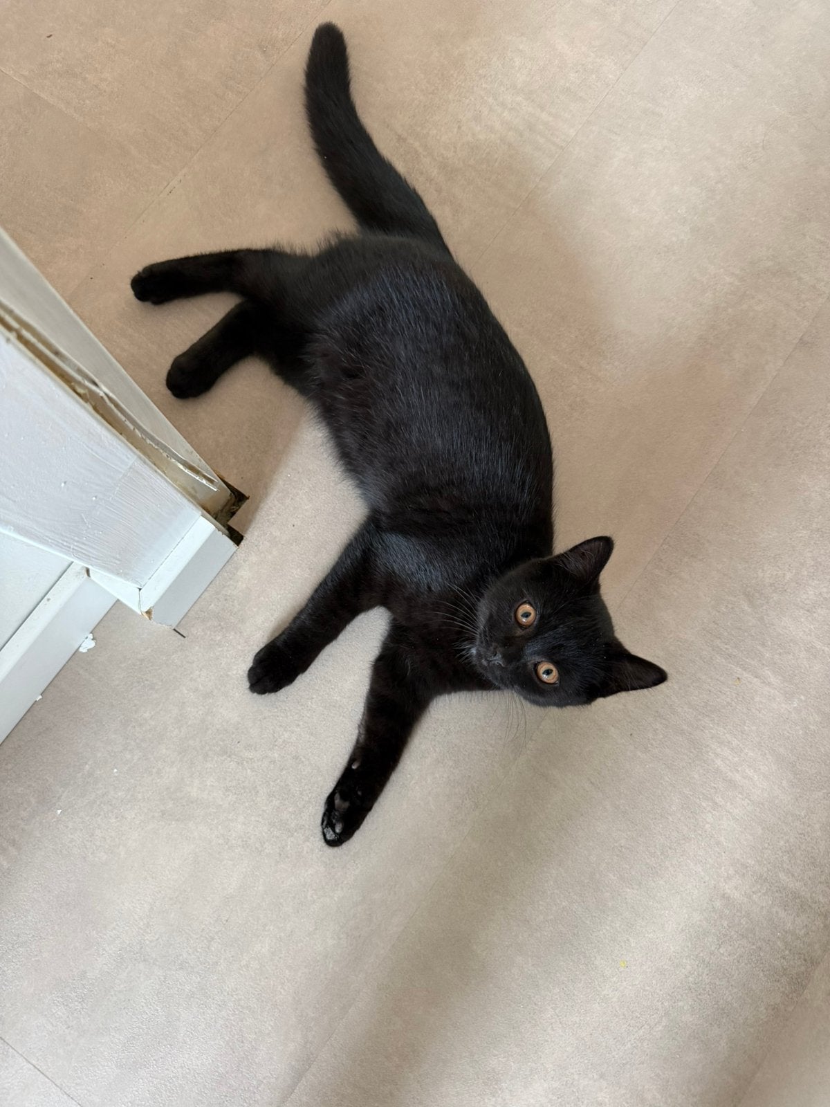 Kitten te koop, Poes