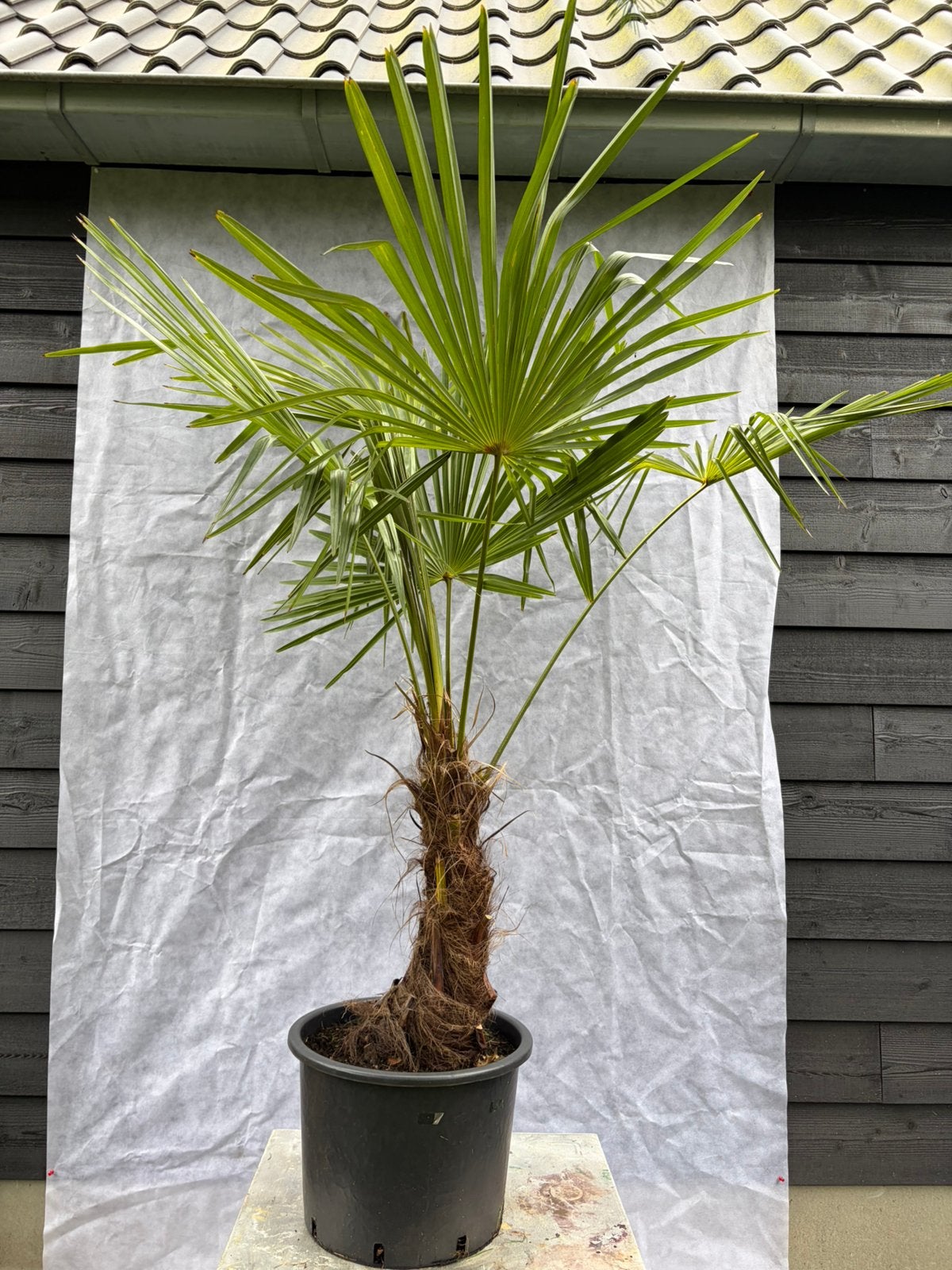Trachycarpus Fortunei winterharde palmboom, Tuin en Terras, Planten | Bomen, 100 tot 250 cm, Zomer, Palmboom, Ophalen
