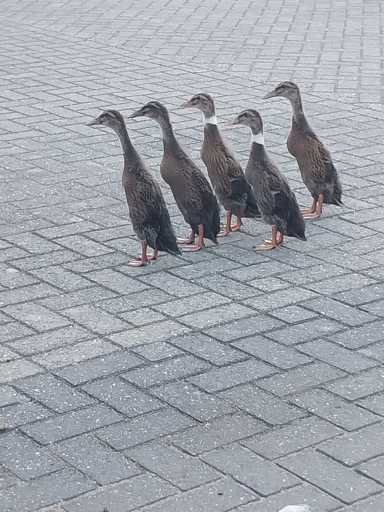 Loopeenden, Meerdere dieren, Eend