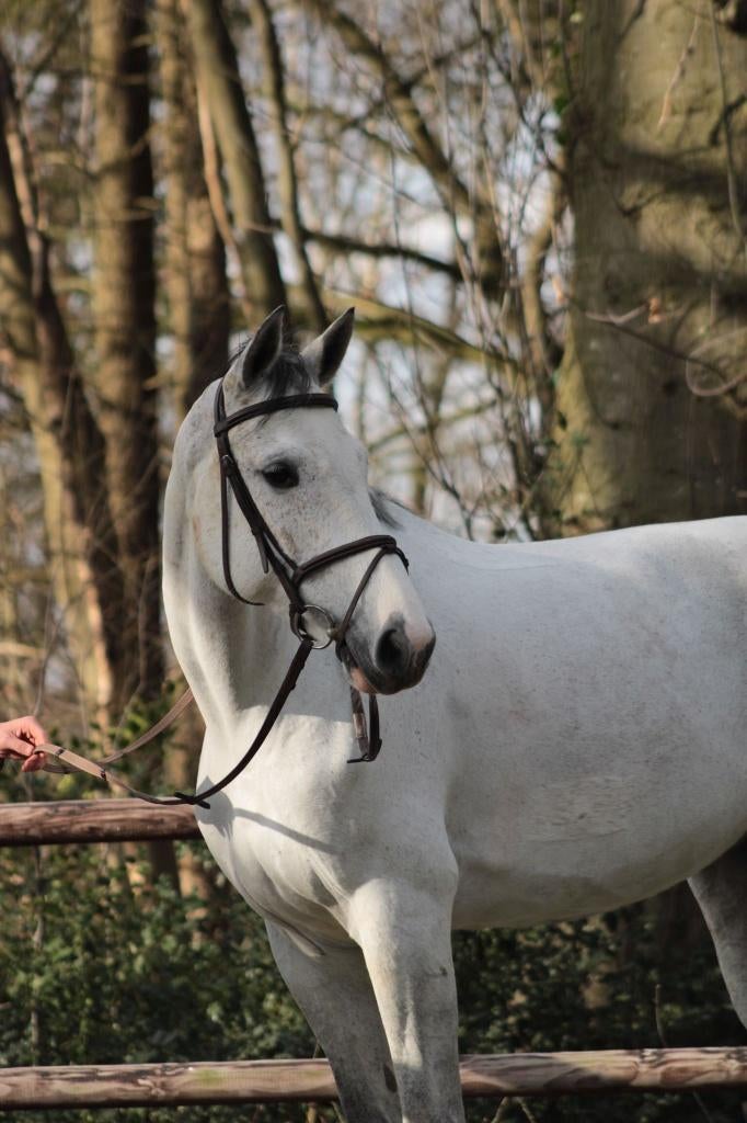 Fokmerrie Clarimo x Tangelo vd Z gedekt van Ecclestone Z, Dieren en Toebehoren, Paarden, Merrie, Springpaard, M, 11 jaar of ouder