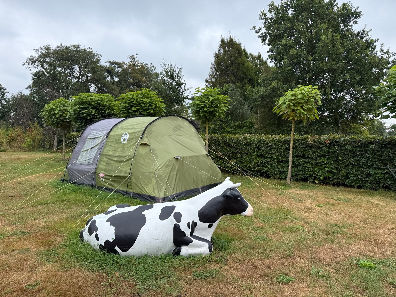 Coleman Cook 4 ruime 4-persoons tunneltent, nette staat, Caravans en Kamperen, Tenten, Ophalen, Tent, Zo goed als nieuw, Tent