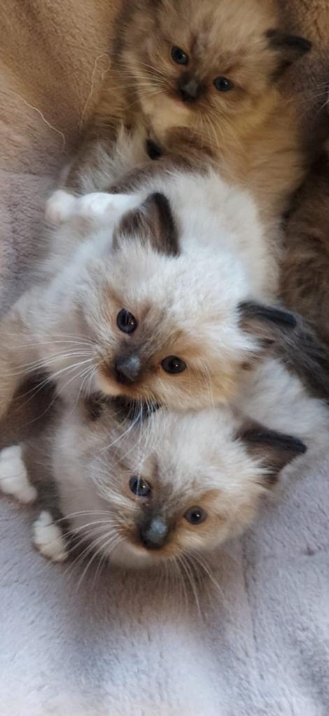 Nog 1 laatste ragdoll kater  beschikbaar mag verhuizen, Dieren en Toebehoren, Katten en Kittens | Overige Katten, Kater