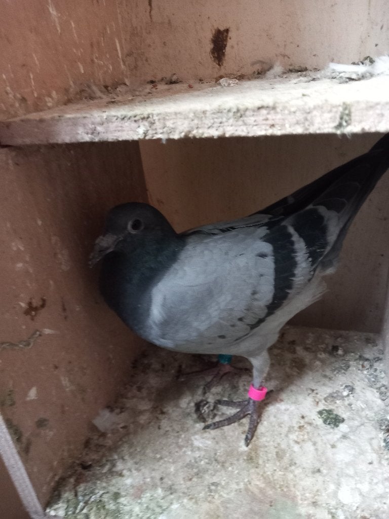 postduiven, Meerdere dieren, Postduif