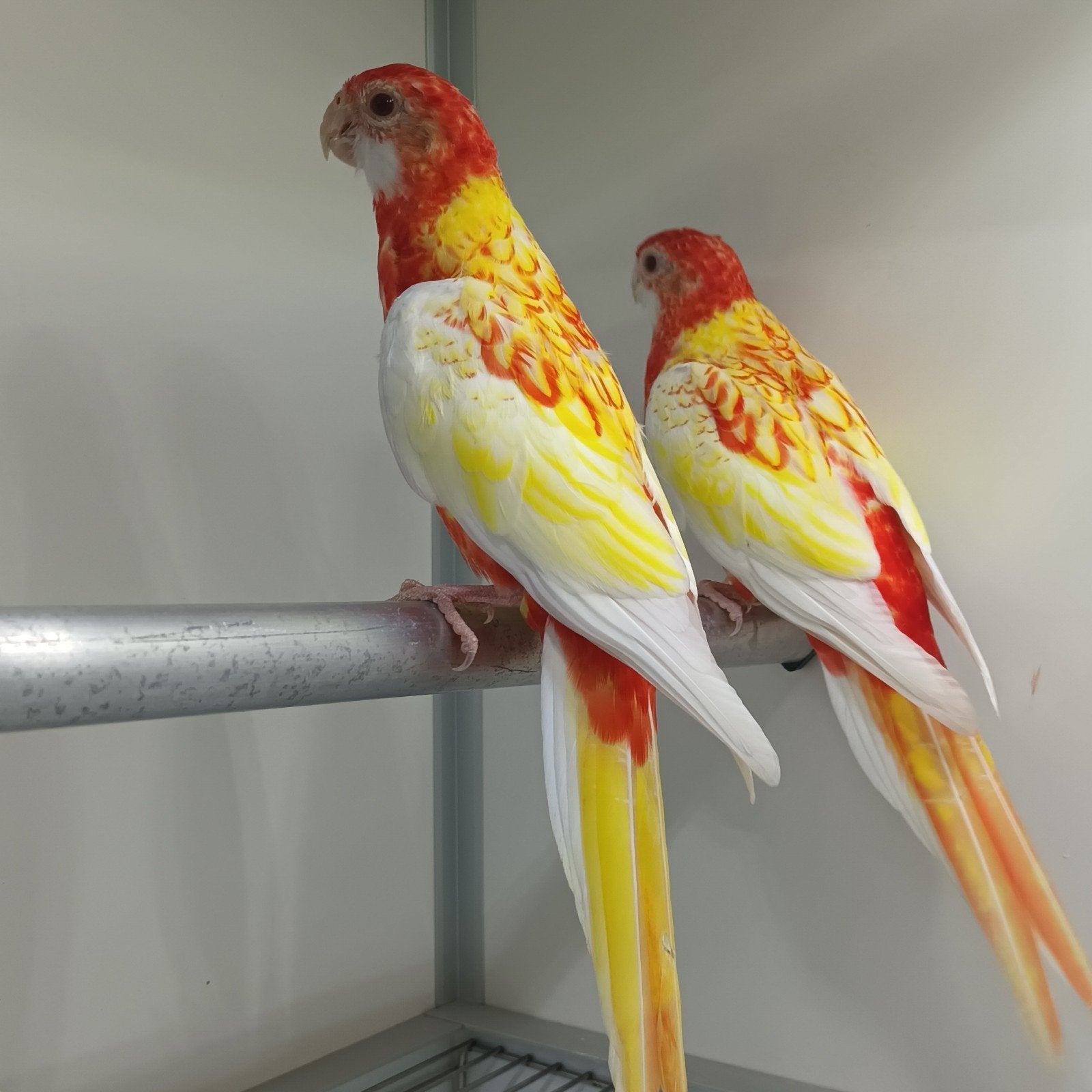 Rubino rosella, Dieren en Toebehoren, Meerdere dieren, Parkiet, Geringd