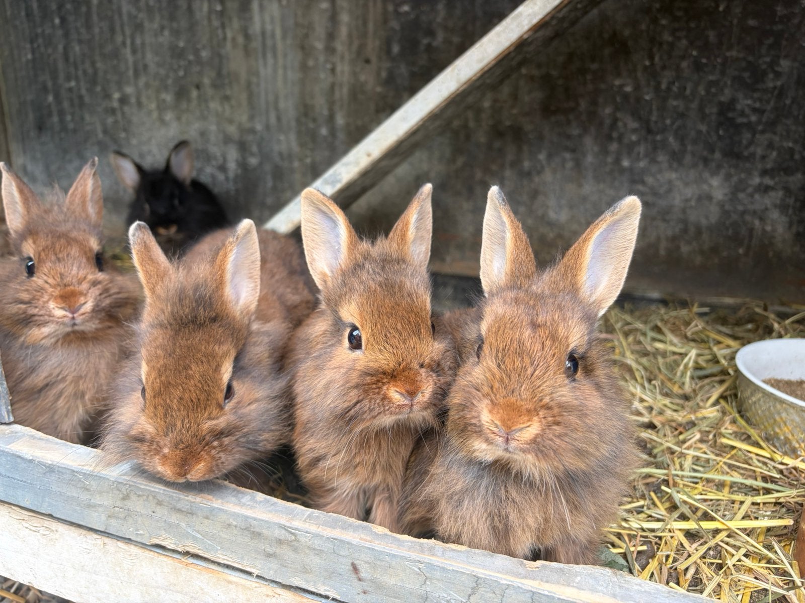 Leeuwenkopjes zeer tamme konijntjes, Dieren en Toebehoren, Konijnen, Meerdere dieren, Dwerg