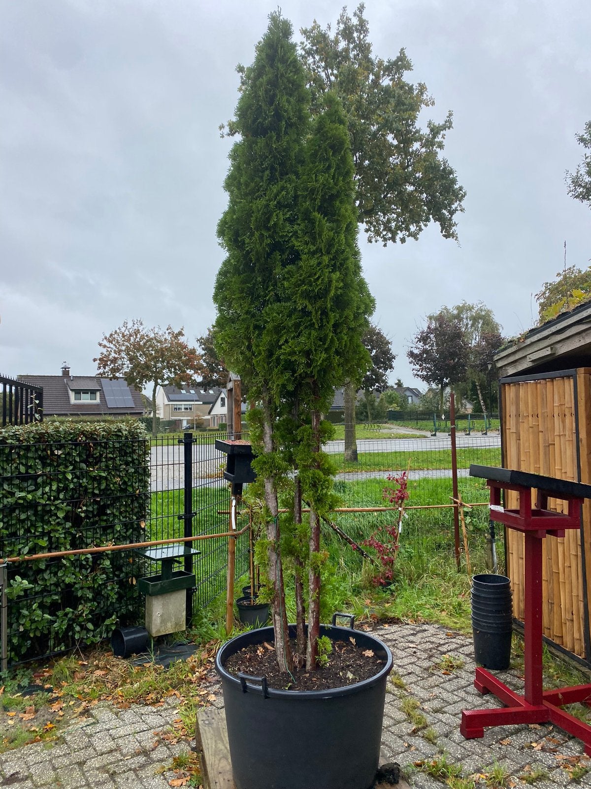 Thuja smaragd meerstam €199,00 mooi groenblijvende boom, Ophalen of Verzenden, Bloeit niet, In pot, 100 tot 250 cm
