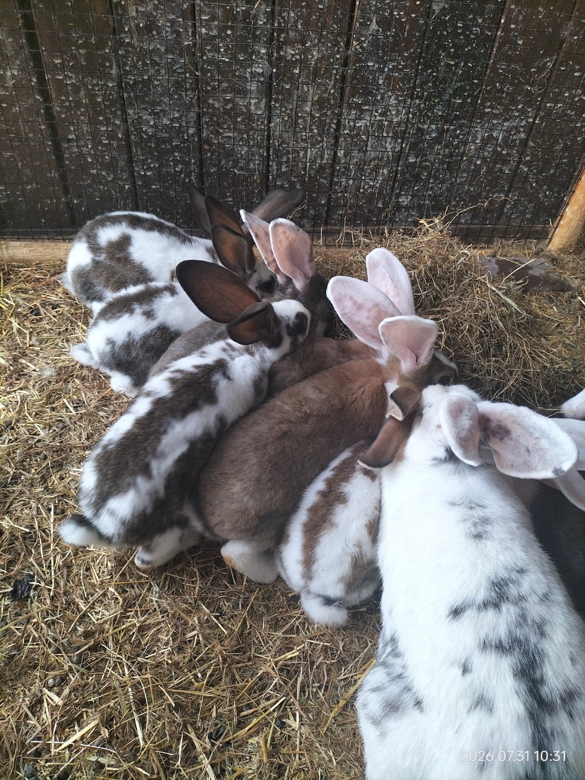 prachtige Vlaamse reuzen, Dieren en Toebehoren, Meerdere dieren, Groot, 0 tot 2 jaar