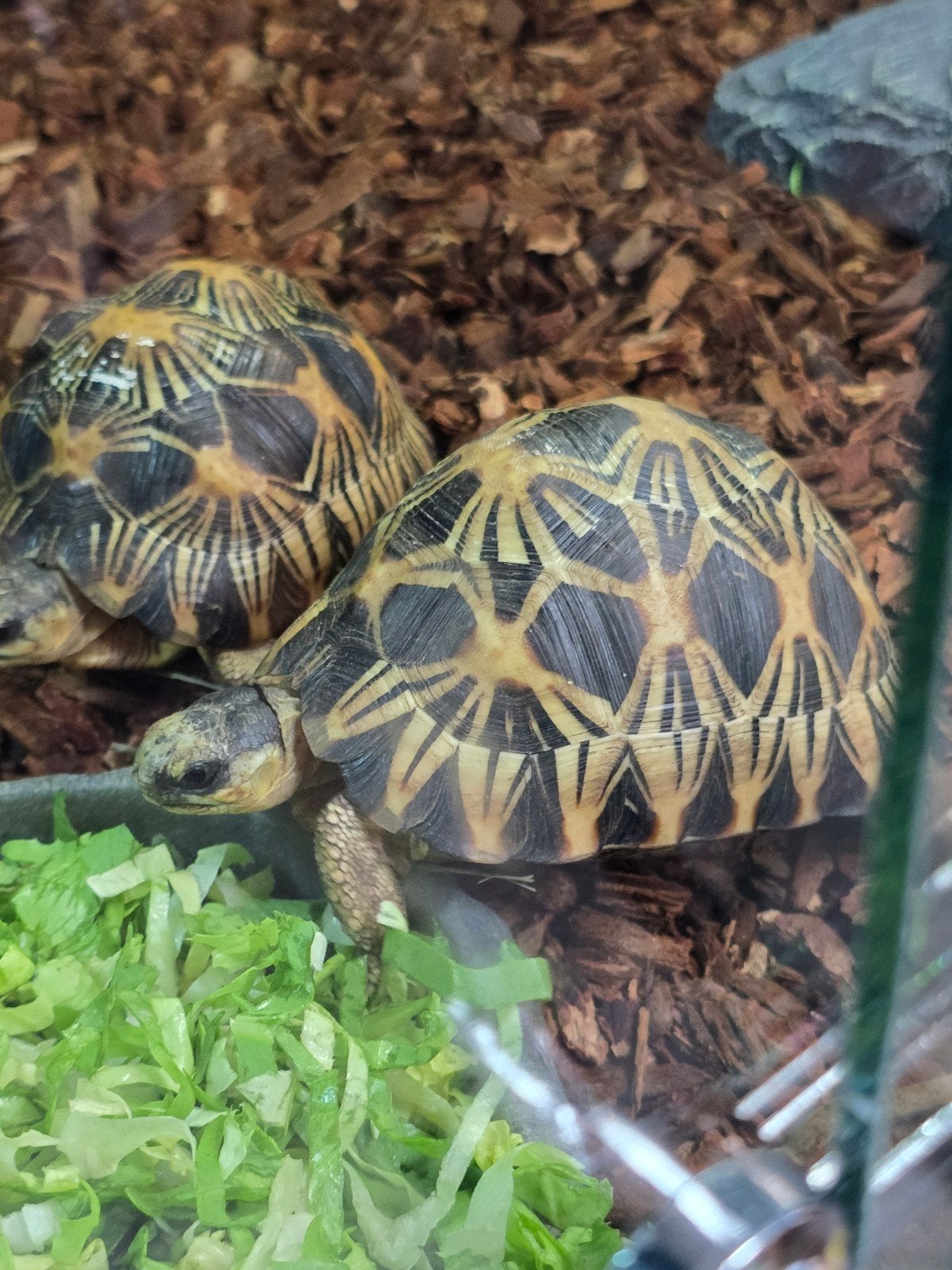 Prachtige stralenschildpadden (Astrochelys radiata) Tortoise - unknown for sale from LOST TREASURES