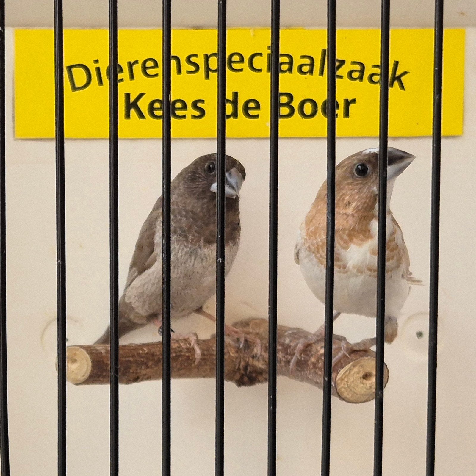 koppeltje Japanse meeuwtjes, Meerdere dieren