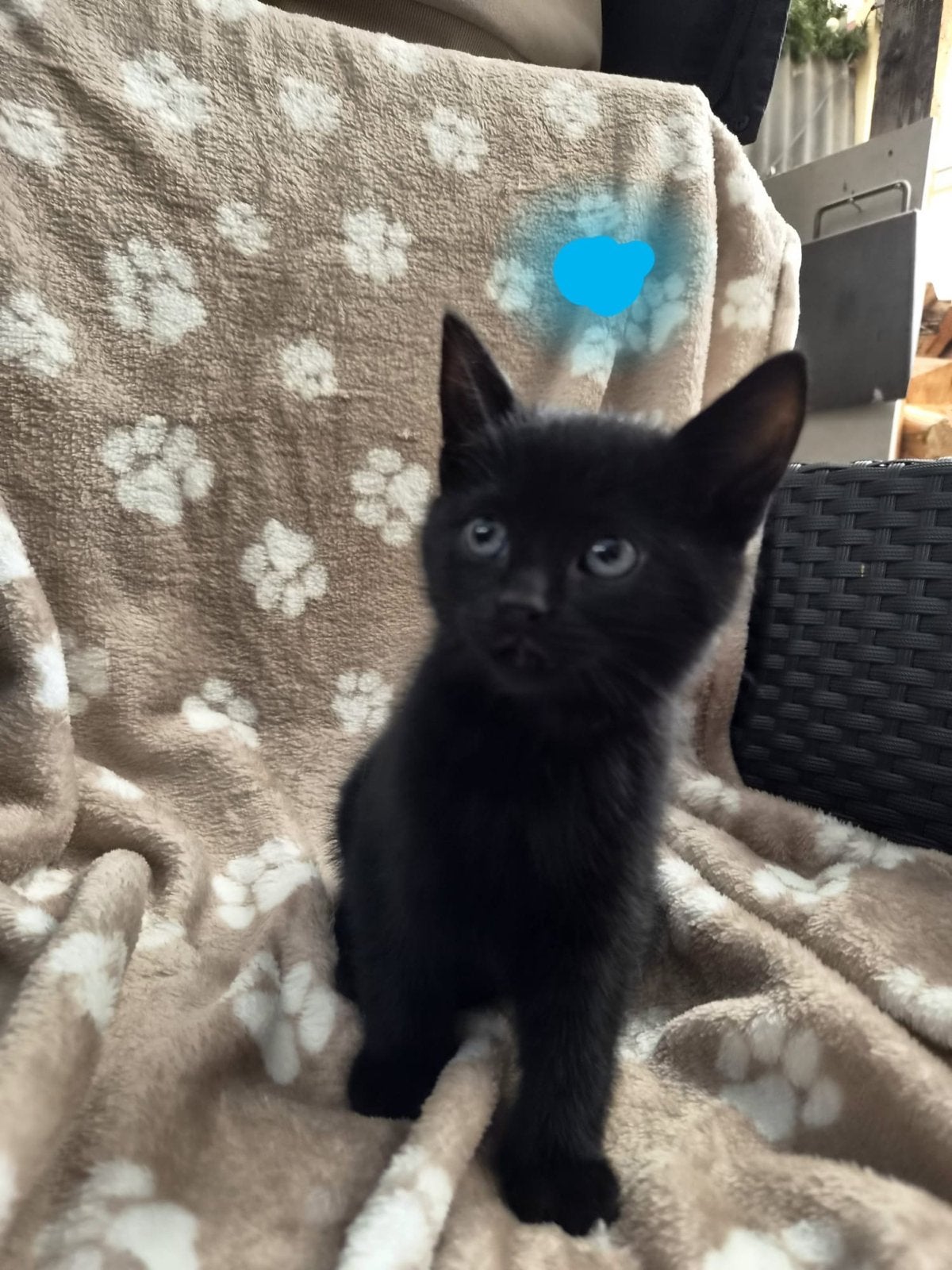 Prachtige kittens te koop, Dieren en Toebehoren, Meerdere dieren, Kortharig, 0 tot 2 jaar
