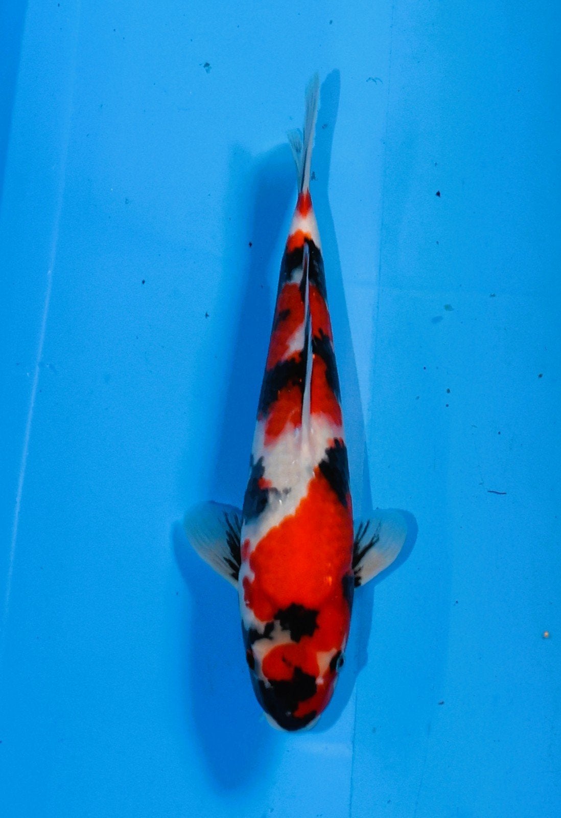 Baby Champion A Young show vhq Showa van de Ogata veiling, Karper of Koi