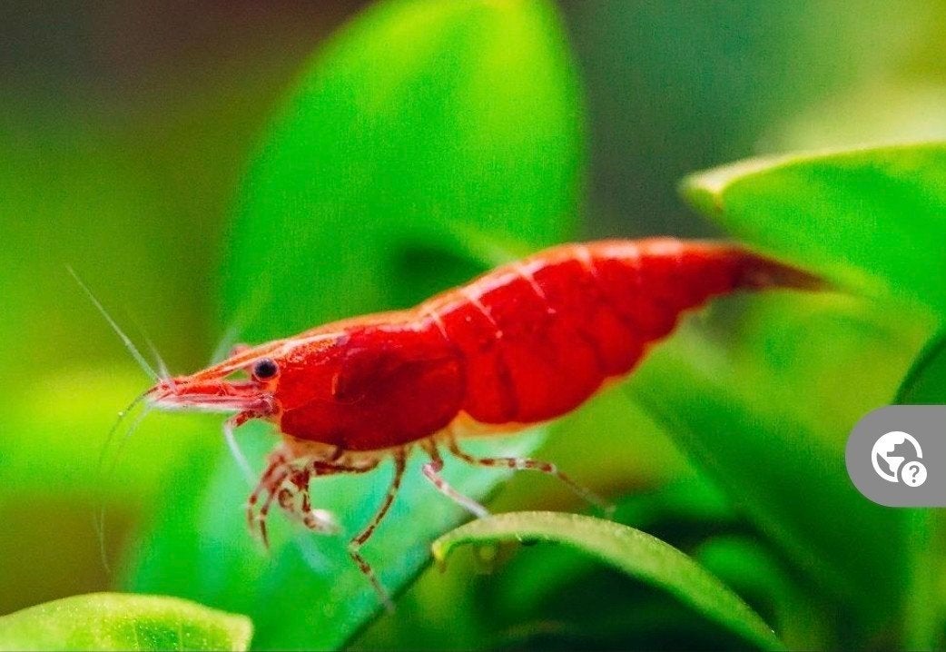 neocaridinas garnalen, Dieren en Toebehoren