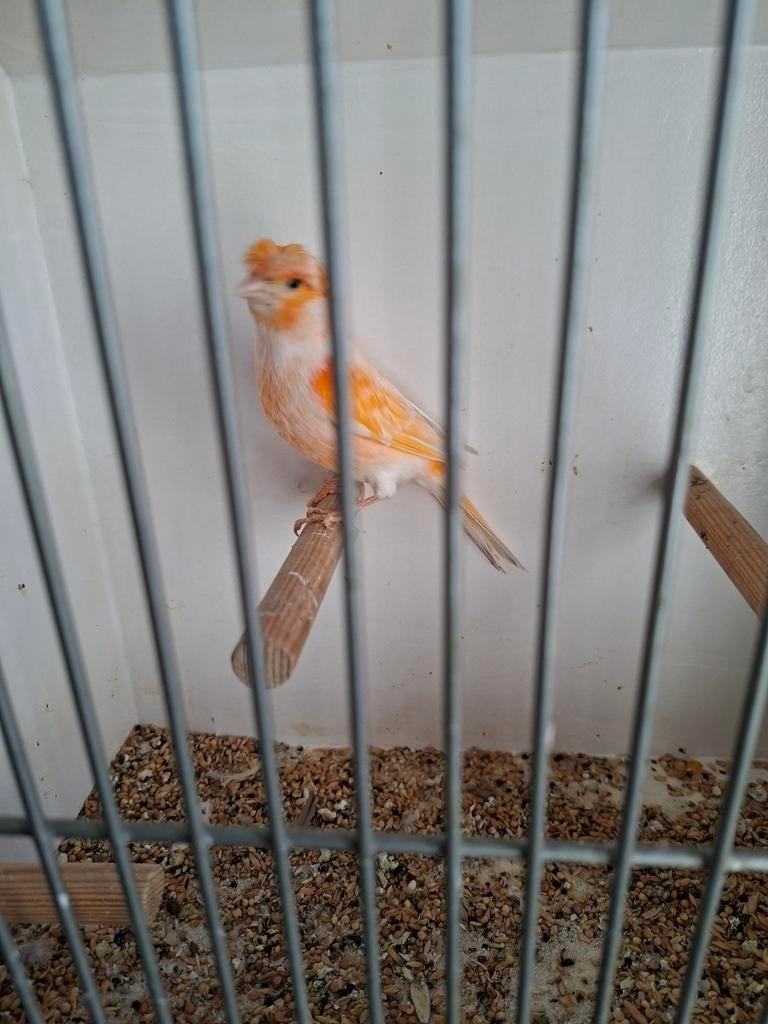 Mooi kopprl kanaries, Dieren en Toebehoren, Vogels | Kanaries, Meerdere dieren, Kleurkanarie