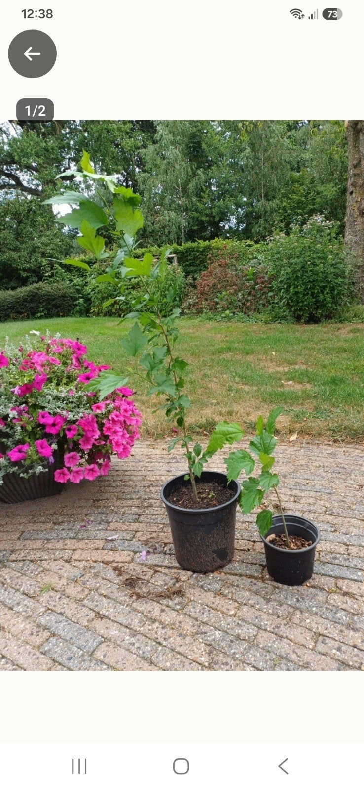 Hibiscus planten, Ophalen, Overige soorten, Volle zon