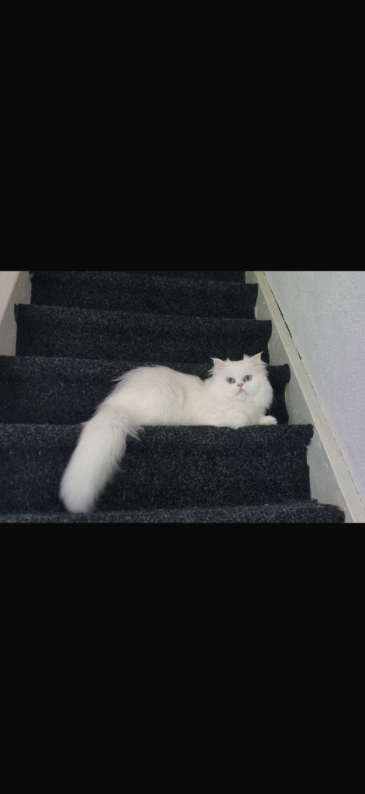 Perzische kater, 3 tot 5 jaar