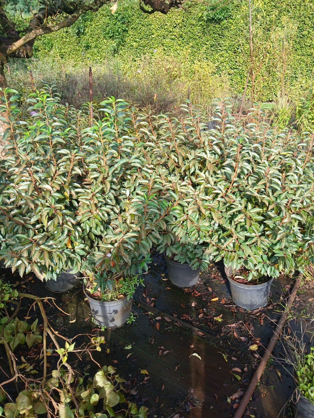 portugees laurier bollen diameter 40+ cm, Ophalen, Laurier, Struik, Minder dan 100 cm