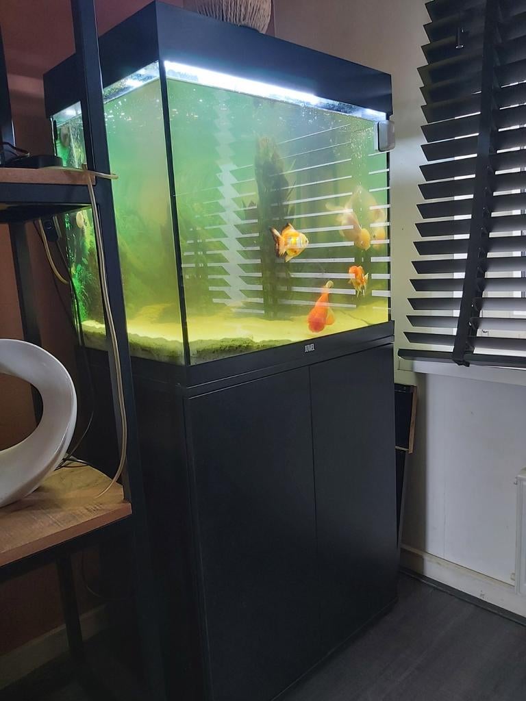 Juwel aquarium met vissen en toebehoren, Dieren en Toebehoren, Vissen | Aquaria en Toebehoren, Zo goed als nieuw, Gevuld zoetwateraquarium