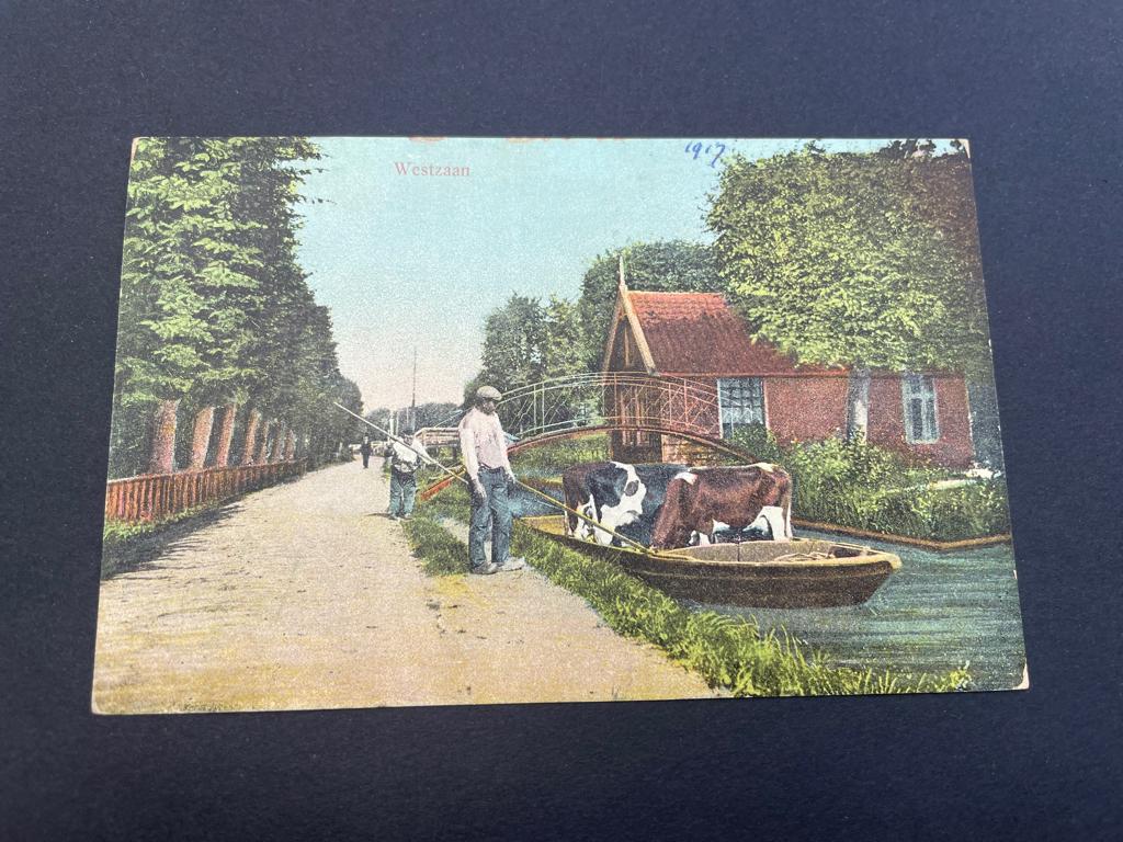ansichtkaart van Westzaan ; Vaart met koeien., Verzamelen, Verzenden, 1920 tot 1940
