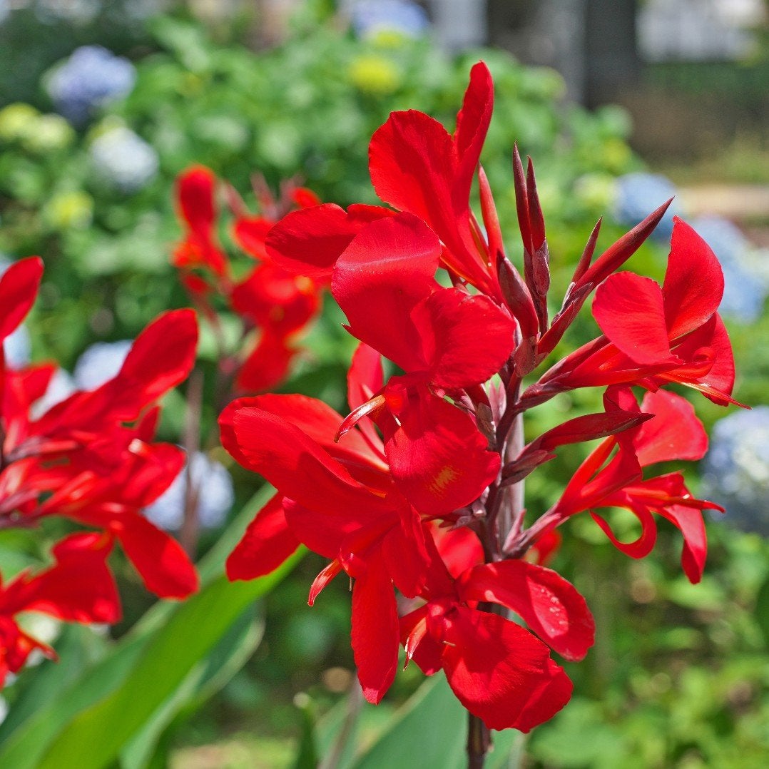 Canna Lelie Zaden - Prachtige Rode Bloemen, Ophalen of Verzenden, Voorjaar, Volle zon, Zaad