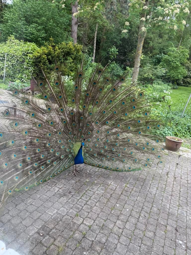 Pauwen ter overnamen, Dieren en Toebehoren, Mannelijk