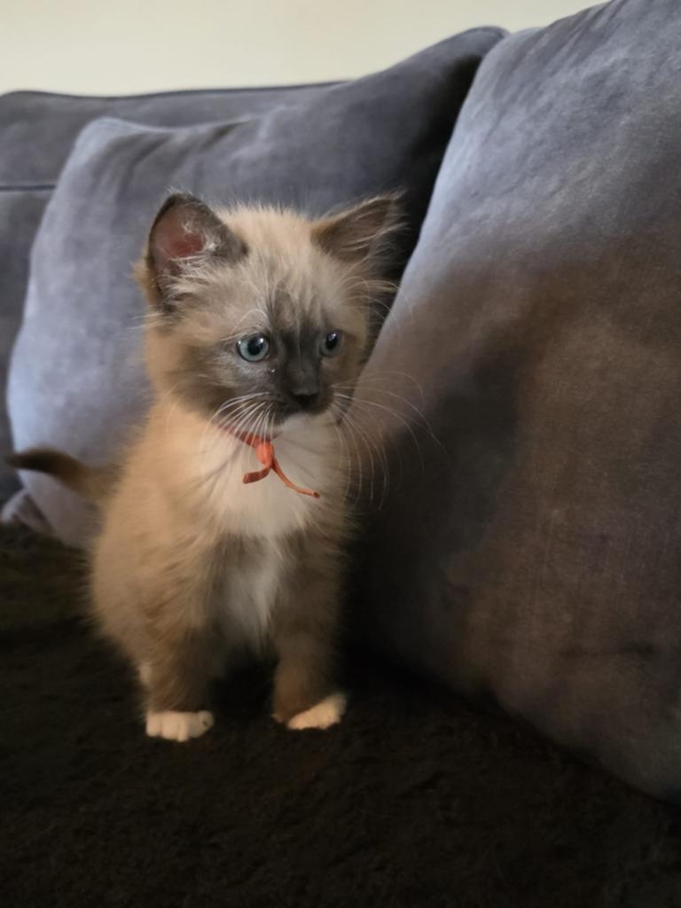 Lieve ragdoll kittens zoeken een gouden mandje, Meerdere dieren, Ontwormd