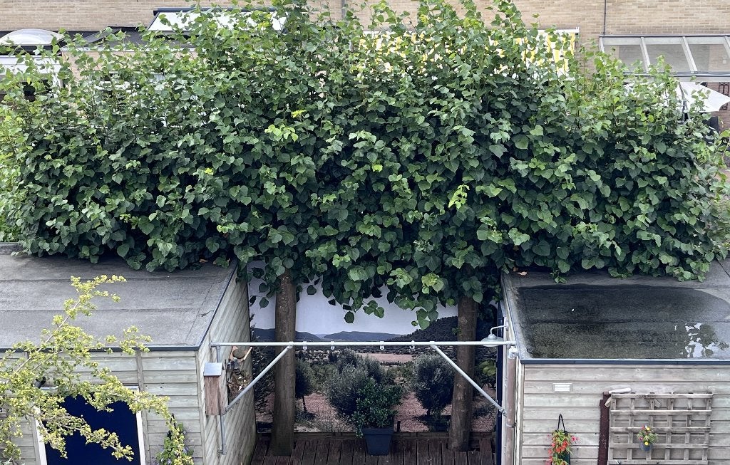 2 XXL Leilindes | 20+ Jaar Oud | Gezond, Tuin en Terras, Planten | Bomen, Bloeit niet, Leiboom, 250 tot 400 cm, Ophalen